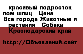 красивый подросток пом шпиц › Цена ­ 30 000 - Все города Животные и растения » Собаки   . Краснодарский край